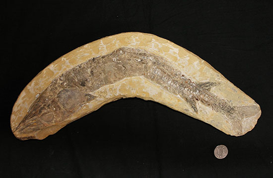 ブラジル産の1億年前の古代魚ヴィンクティフェル（その13）