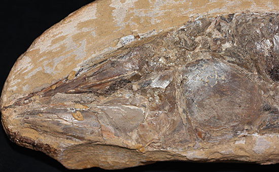 ブラジル産の1億年前の古代魚ヴィンクティフェル（その2）
