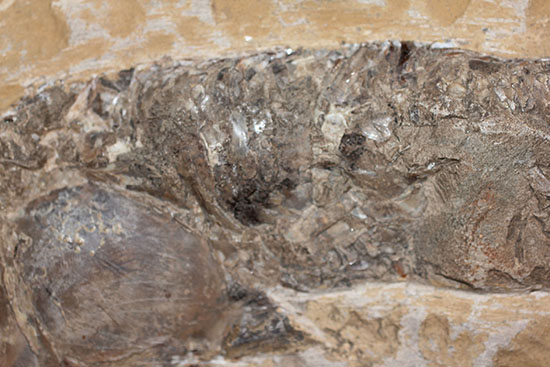 ブラジル産の1億年前の古代魚ヴィンクティフェル(その3)