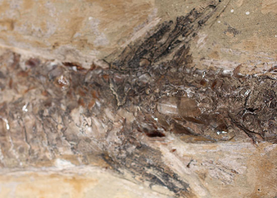 ブラジル産の1億年前の古代魚ヴィンクティフェル（その4）