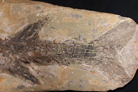 ブラジル産の1億年前の古代魚ヴィンクティフェル（その5）