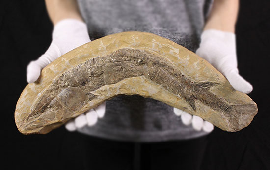 ブラジル産の1億年前の古代魚ヴィンクティフェル（その6）
