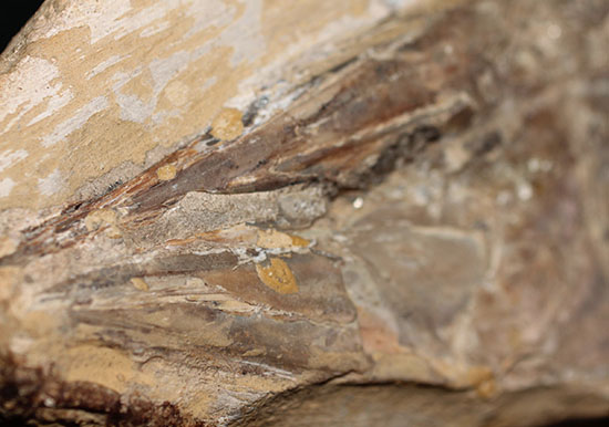 ブラジル産の1億年前の古代魚ヴィンクティフェル(その7)