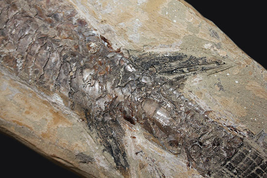 ブラジル産の1億年前の古代魚ヴィンクティフェル（その8）