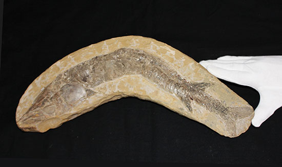 ブラジル産の1億年前の古代魚ヴィンクティフェル（その9）