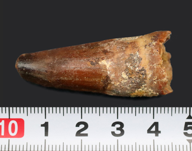 およそ1億年前の北アフリカに生息していた最大級の恐竜、スピノサウルス(Spinosaurus)の歯化石(その5)