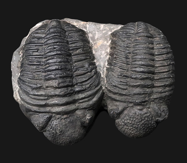 親子のようなユーモラスな姿にご注目ください！複眼の保存状態上々。巨大三葉虫、ドロトプス・メガロマニクス（Drotops megalomanicus）の化石（その1）