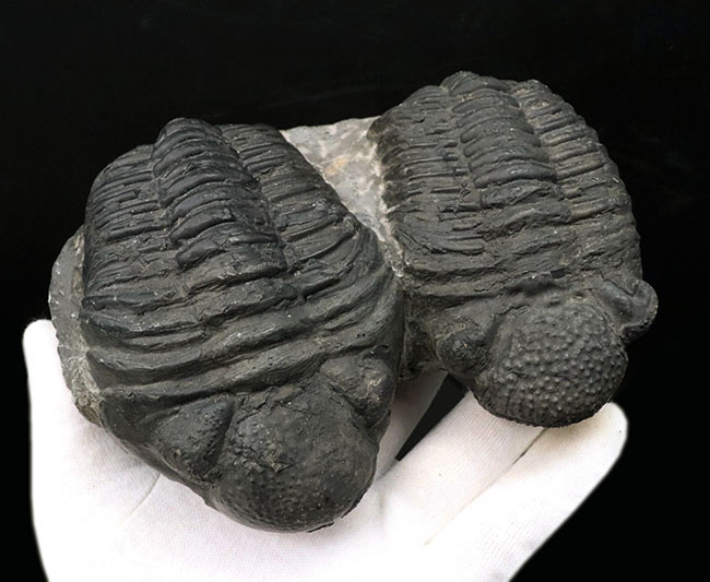 親子のようなユーモラスな姿にご注目ください！複眼の保存状態上々。巨大三葉虫、ドロトプス・メガロマニクス（Drotops megalomanicus）の化石（その12）