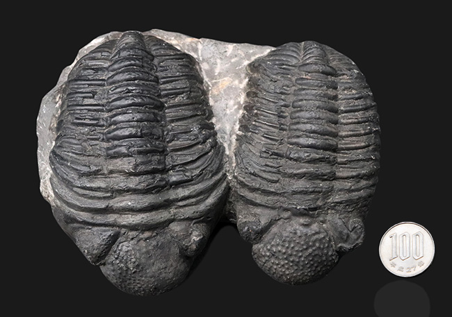 親子のようなユーモラスな姿にご注目ください！複眼の保存状態上々。巨大三葉虫、ドロトプス・メガロマニクス（Drotops megalomanicus）の化石（その15）