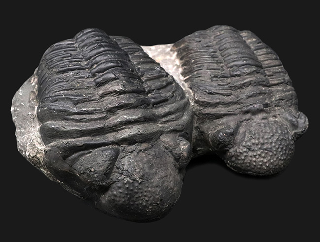 親子のようなユーモラスな姿にご注目ください！複眼の保存状態上々。巨大三葉虫、ドロトプス・メガロマニクス（Drotops megalomanicus）の化石（その2）