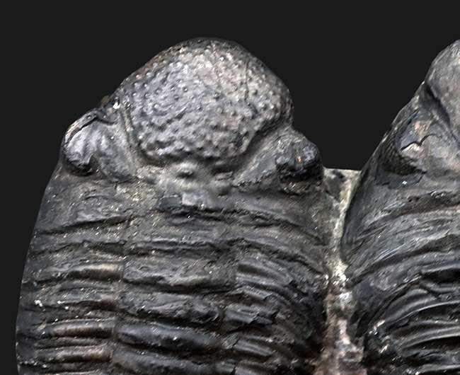親子のようなユーモラスな姿にご注目ください！複眼の保存状態上々。巨大三葉虫、ドロトプス・メガロマニクス（Drotops megalomanicus）の化石（その4）