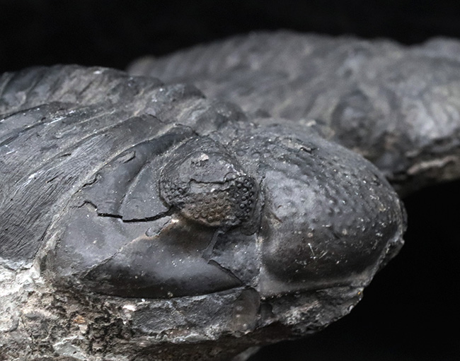 親子のようなユーモラスな姿にご注目ください！複眼の保存状態上々。巨大三葉虫、ドロトプス・メガロマニクス（Drotops megalomanicus）の化石（その6）