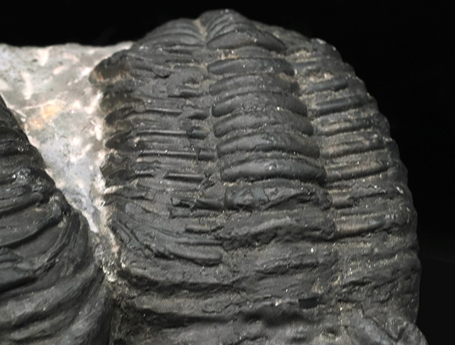 親子のようなユーモラスな姿にご注目ください！複眼の保存状態上々。巨大三葉虫、ドロトプス・メガロマニクス（Drotops megalomanicus）の化石（その7）