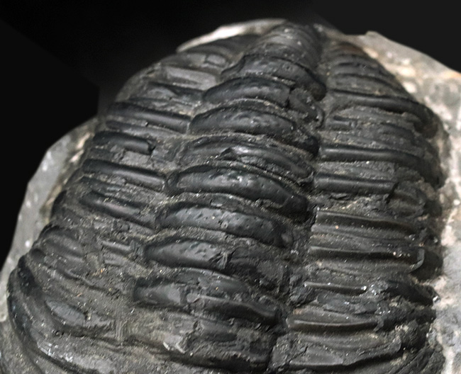 親子のようなユーモラスな姿にご注目ください！複眼の保存状態上々。巨大三葉虫、ドロトプス・メガロマニクス（Drotops megalomanicus）の化石（その8）