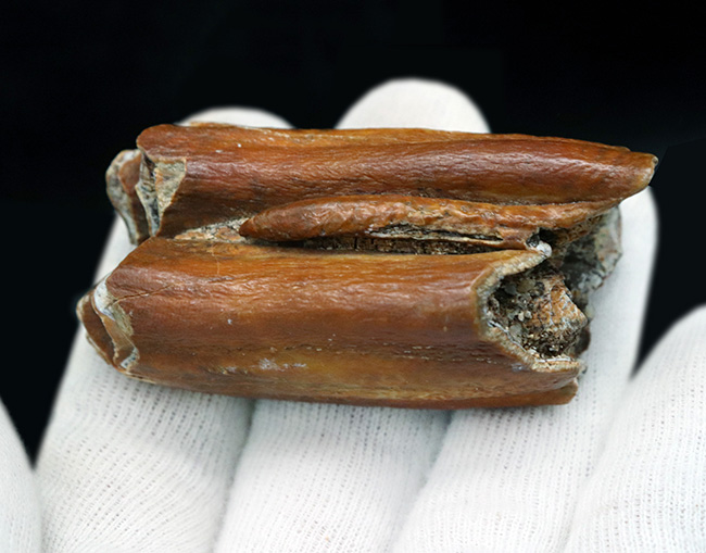 更新世に生息していた絶滅巨獣牛、オーロックス（Bos primigenius）の