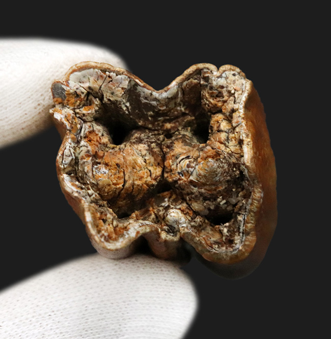 更新世に生息していた絶滅巨獣牛、オーロックス（Bos primigenius）の