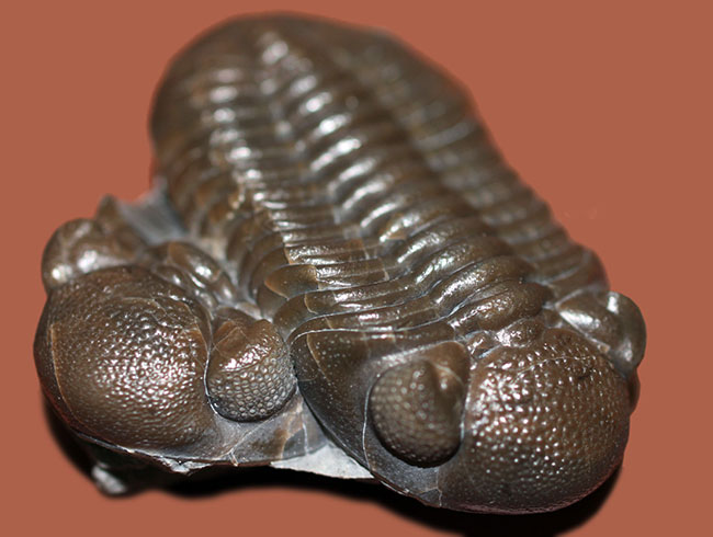 保存状態良好、米国・オハイオ産の三葉虫、エルドレドゲオプス・ラナ(Eldredgeops rana)(その1)