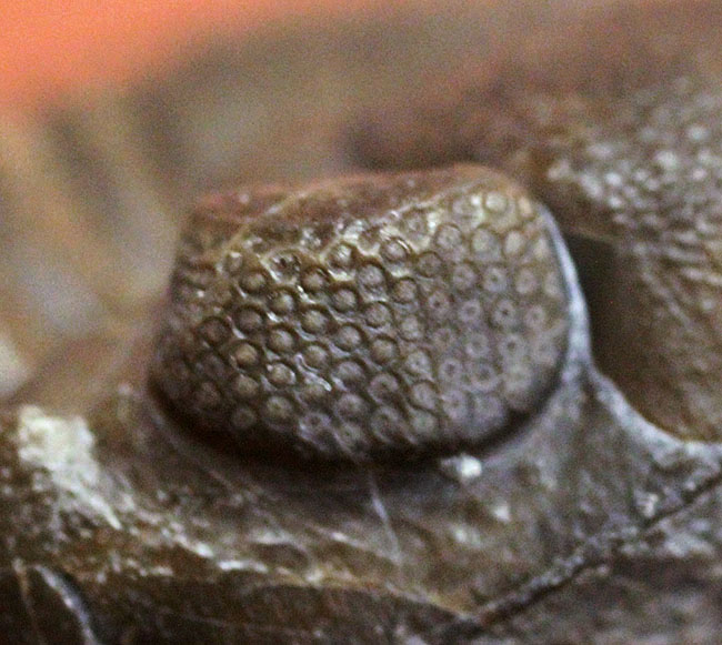 保存状態良好、米国・オハイオ産の三葉虫、エルドレドゲオプス・ラナ(Eldredgeops rana)(その10)