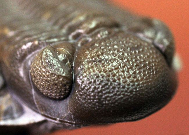 保存状態良好、米国・オハイオ産の三葉虫、エルドレドゲオプス・ラナ(Eldredgeops rana)(その11)