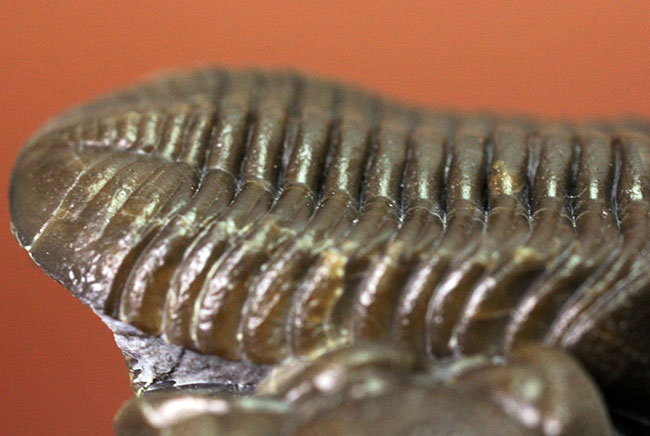 保存状態良好、米国・オハイオ産の三葉虫、エルドレドゲオプス・ラナ（Eldredgeops rana）（その12）