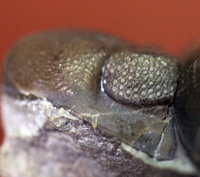 保存状態良好、米国・オハイオ産の三葉虫、エルドレドゲオプス・ラナ（Eldredgeops rana）（その14）
