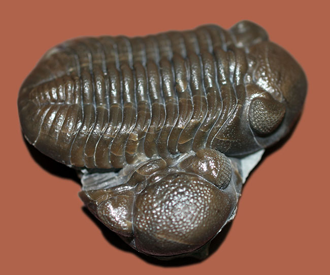保存状態良好、米国・オハイオ産の三葉虫、エルドレドゲオプス・ラナ(Eldredgeops rana)(その15)