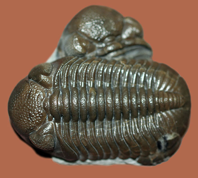保存状態良好、米国・オハイオ産の三葉虫、エルドレドゲオプス・ラナ(Eldredgeops rana)(その16)