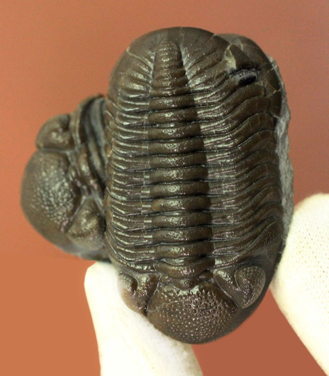 保存状態良好、米国・オハイオ産の三葉虫、エルドレドゲオプス・ラナ(Eldredgeops rana)(その17)