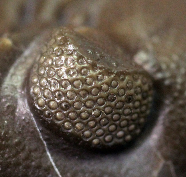 保存状態良好、米国・オハイオ産の三葉虫、エルドレドゲオプス・ラナ(Eldredgeops rana)(その18)