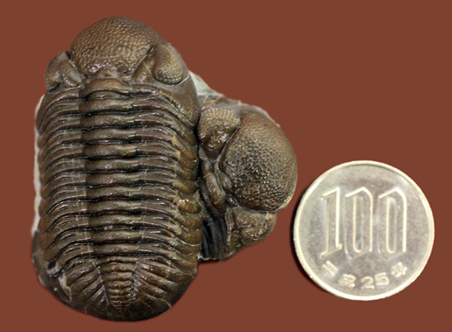 保存状態良好、米国・オハイオ産の三葉虫、エルドレドゲオプス・ラナ(Eldredgeops rana)(その19)
