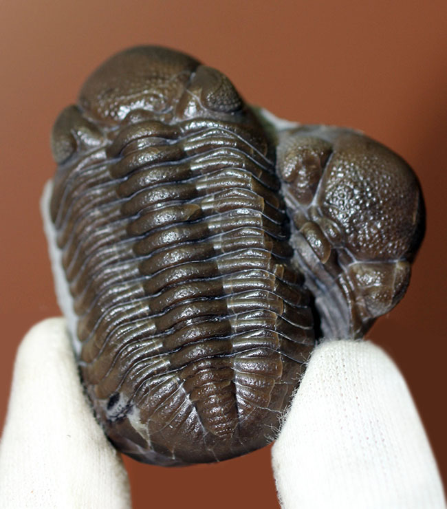 保存状態良好、米国・オハイオ産の三葉虫、エルドレドゲオプス・ラナ(Eldredgeops rana)(その2)