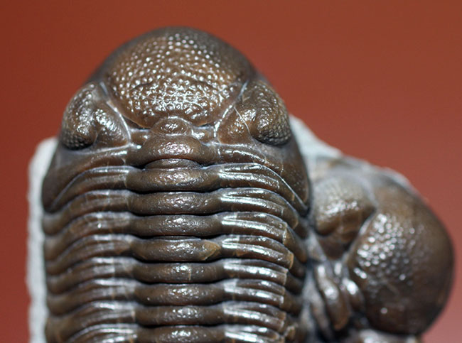 保存状態良好、米国・オハイオ産の三葉虫、エルドレドゲオプス・ラナ(Eldredgeops rana)(その3)