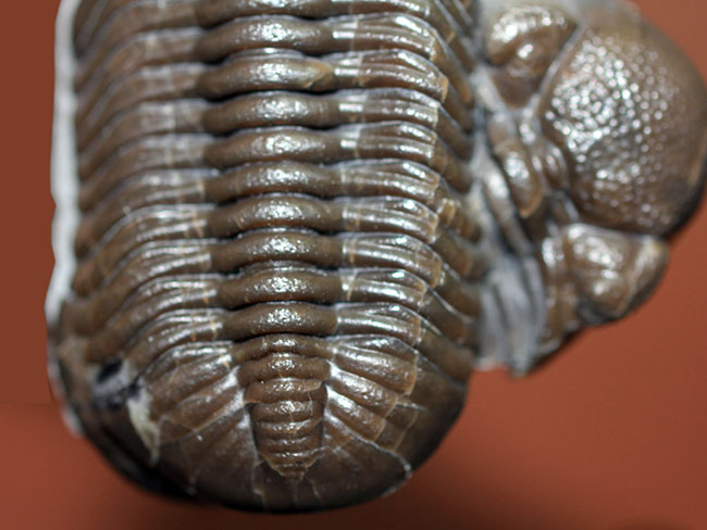 保存状態良好、米国・オハイオ産の三葉虫、エルドレドゲオプス・ラナ(Eldredgeops rana)(その4)
