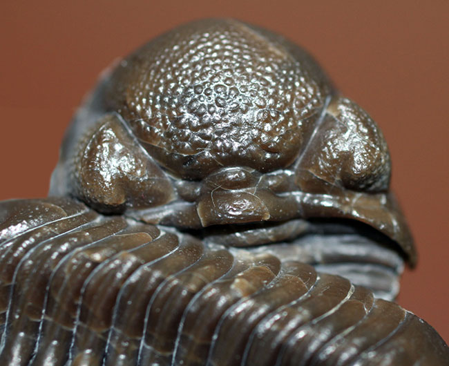 保存状態良好、米国・オハイオ産の三葉虫、エルドレドゲオプス・ラナ(Eldredgeops rana)(その5)