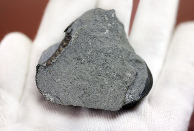 保存状態良好、米国・オハイオ産の三葉虫、エルドレドゲオプス・ラナ(Eldredgeops rana)(その6)