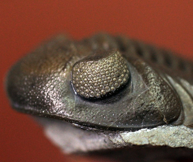 保存状態良好、米国・オハイオ産の三葉虫、エルドレドゲオプス・ラナ(Eldredgeops rana)(その7)