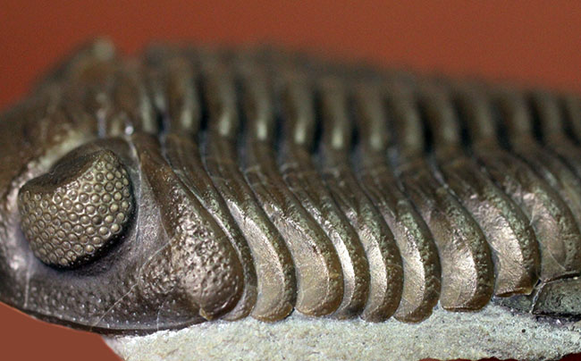 保存状態良好、米国・オハイオ産の三葉虫、エルドレドゲオプス・ラナ（Eldredgeops rana）（その8）