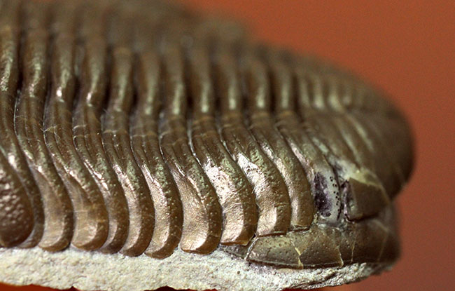 保存状態良好、米国・オハイオ産の三葉虫、エルドレドゲオプス・ラナ（Eldredgeops rana）（その9）