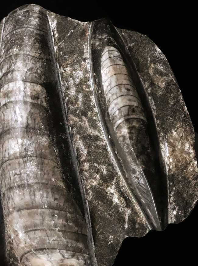 ビッグサイズ!古生代デボン紀の海を遊泳していたイカやタコの遠縁、オルソセラス(Orthoceras)の群集化石(その1)