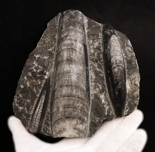 ビッグサイズ!古生代デボン紀の海を遊泳していたイカやタコの遠縁、オルソセラス(Orthoceras)の群集化石(その2)