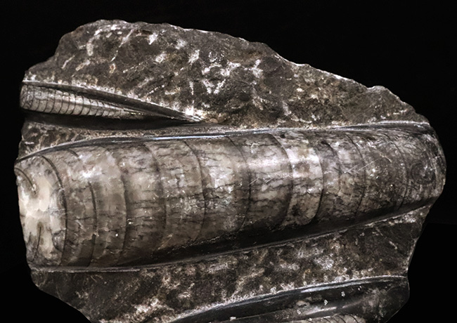 ビッグサイズ!古生代デボン紀の海を遊泳していたイカやタコの遠縁、オルソセラス(Orthoceras)の群集化石(その3)