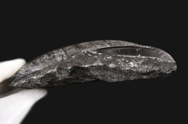 ビッグサイズ!古生代デボン紀の海を遊泳していたイカやタコの遠縁、オルソセラス(Orthoceras)の群集化石(その5)
