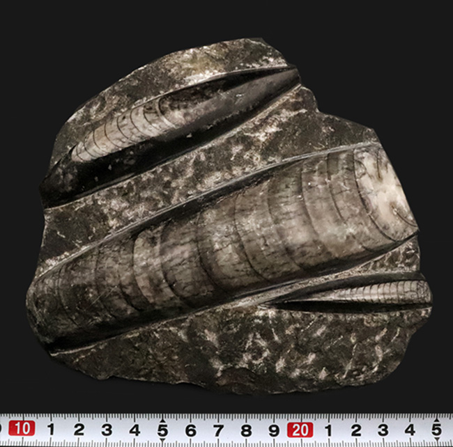 ビッグサイズ!古生代デボン紀の海を遊泳していたイカやタコの遠縁、オルソセラス(Orthoceras)の群集化石(その6)