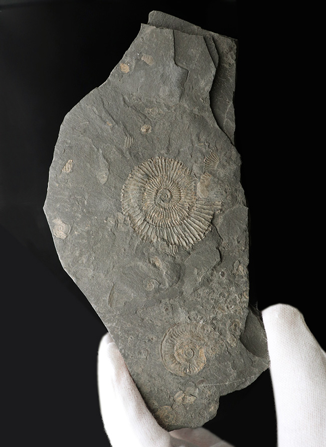 マルチプレート化石！ドイツ・ホルツマーデン産アンモナイト、ダクチリオセラス（Dactylioceras）（その1）