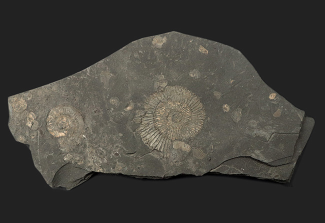 マルチプレート化石！ドイツ・ホルツマーデン産アンモナイト、ダクチリオセラス（Dactylioceras）（その2）