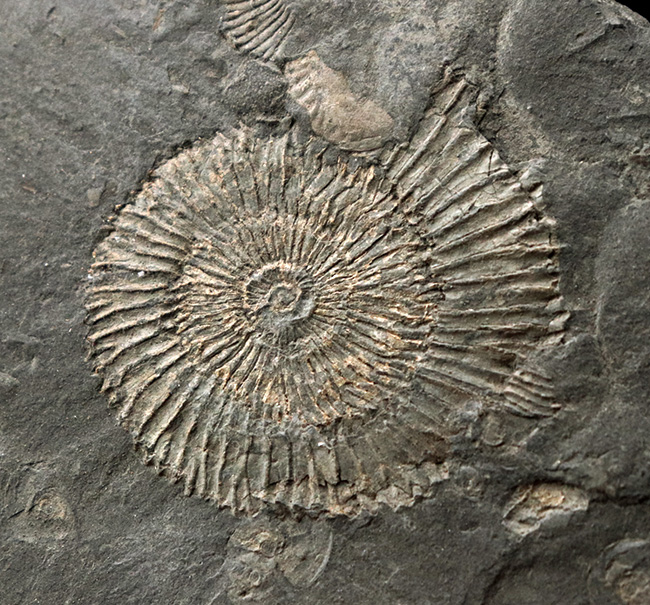 マルチプレート化石！ドイツ・ホルツマーデン産アンモナイト、ダクチリオセラス（Dactylioceras）（その3）