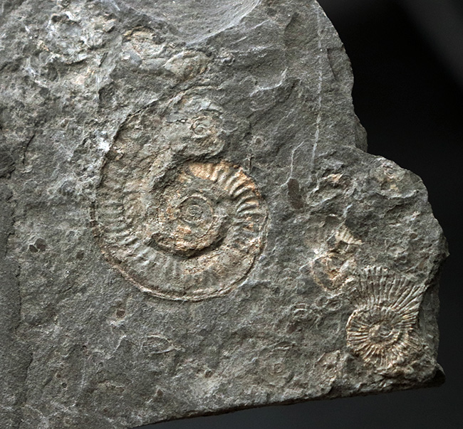 マルチプレート化石！ドイツ・ホルツマーデン産アンモナイト、ダクチリオセラス（Dactylioceras）（その4）