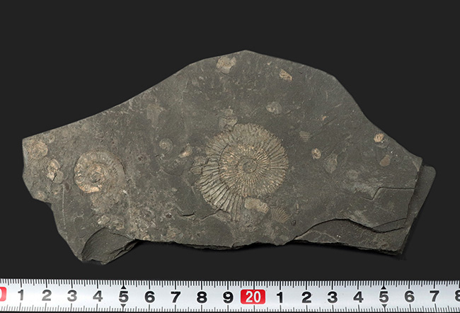マルチプレート化石！ドイツ・ホルツマーデン産アンモナイト、ダクチリオセラス（Dactylioceras）（その7）