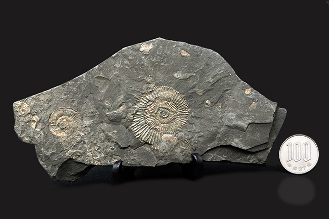 マルチプレート化石！ドイツ・ホルツマーデン産アンモナイト、ダクチリオセラス（Dactylioceras）（その8）