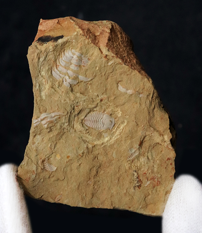 ベリーレア!最古の三葉虫の一つ!カンブリア紀前期の地層から採集された珍しい三葉虫の一つ、パラエオレヌス(Palaeolenus lanlenoisi)の化石。同時代の別種も!(その1)